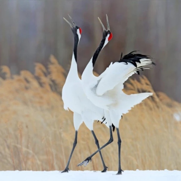 Meet your Posher, Tony - Picture 1 of 8